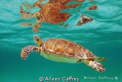 Coming up for Air, Akumal by Aileen Caffrey 